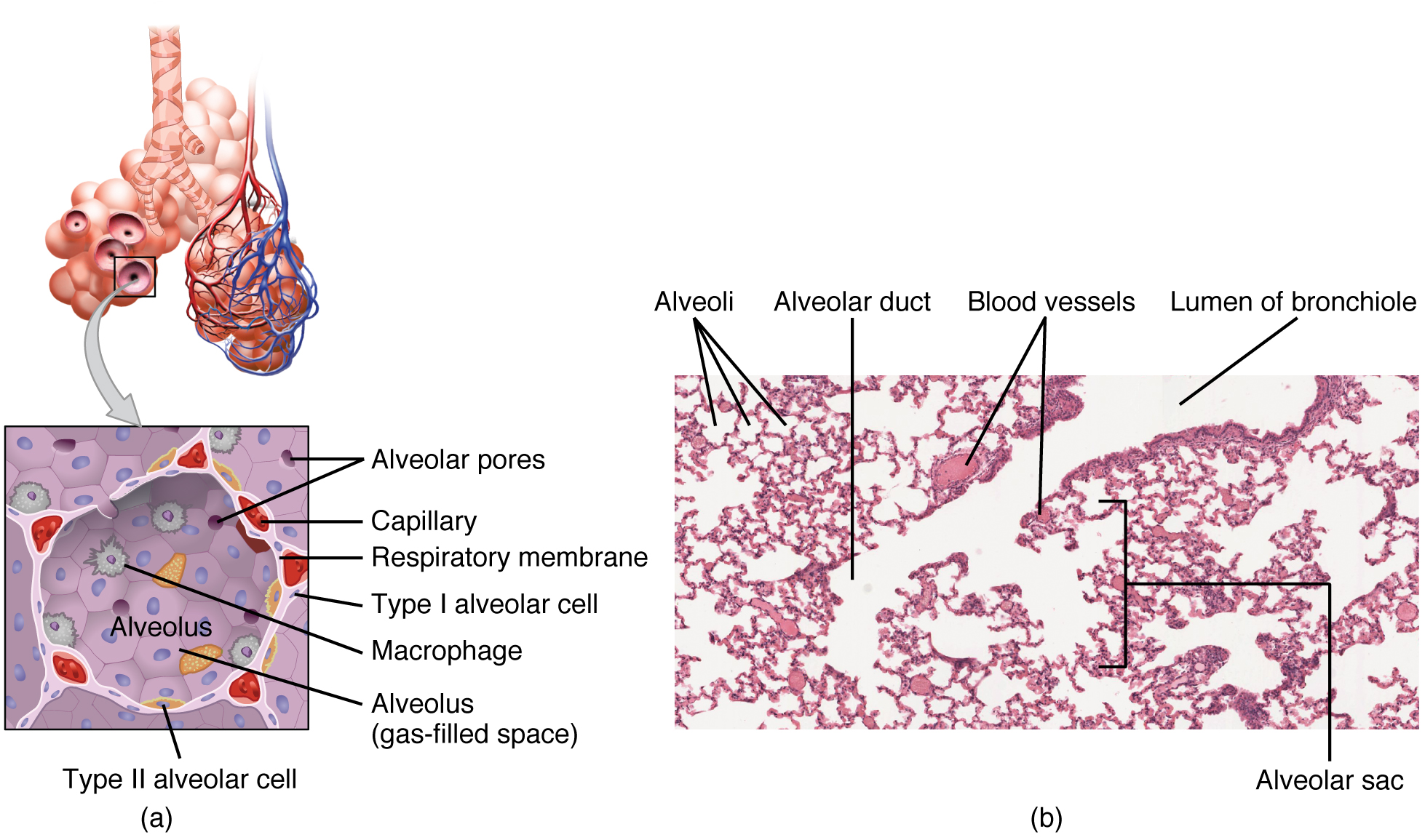 Alveoli and respiratory membrane