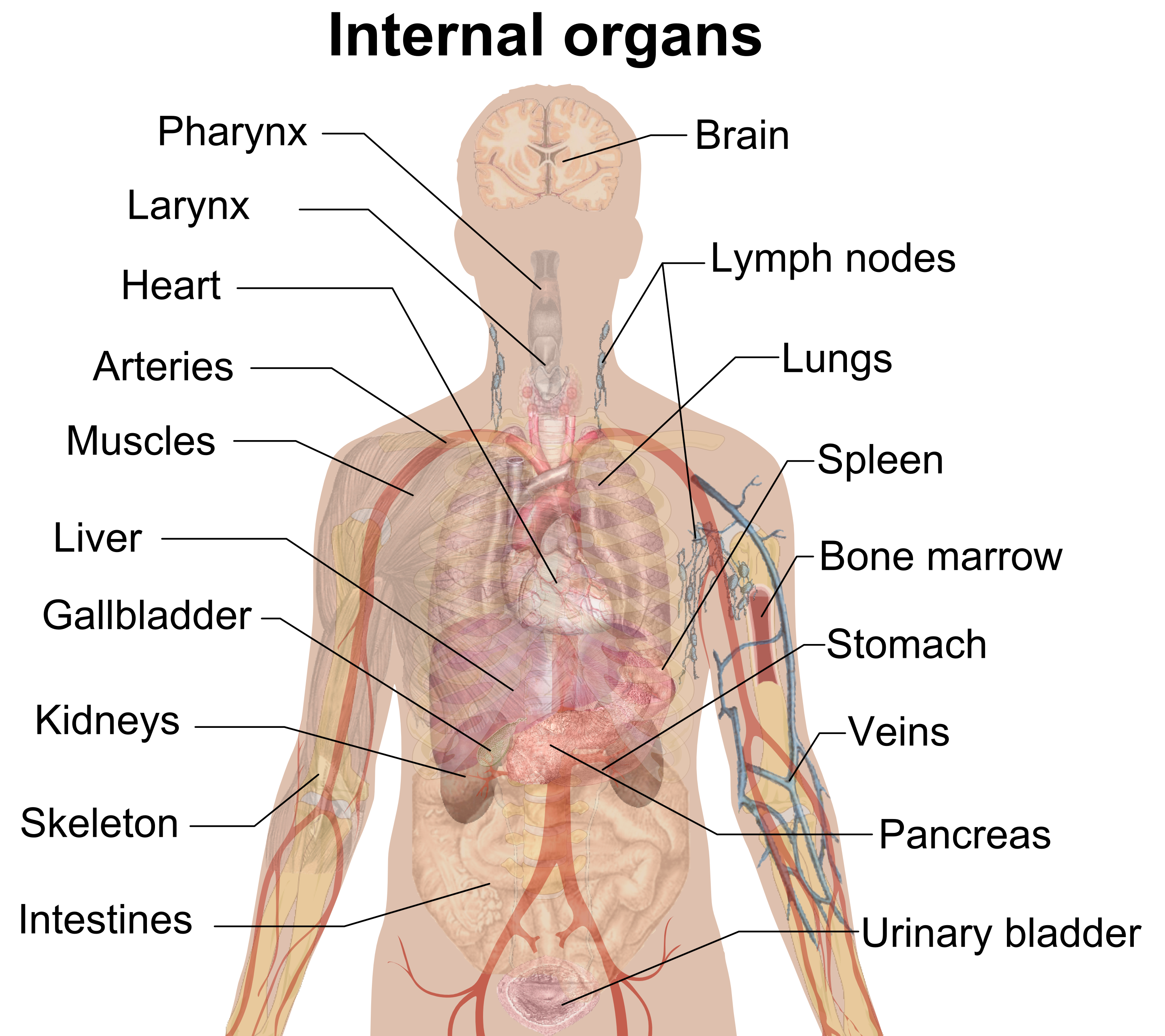 English-labelled overview of the thoracic and abdominal organs with translucent overlapping layers