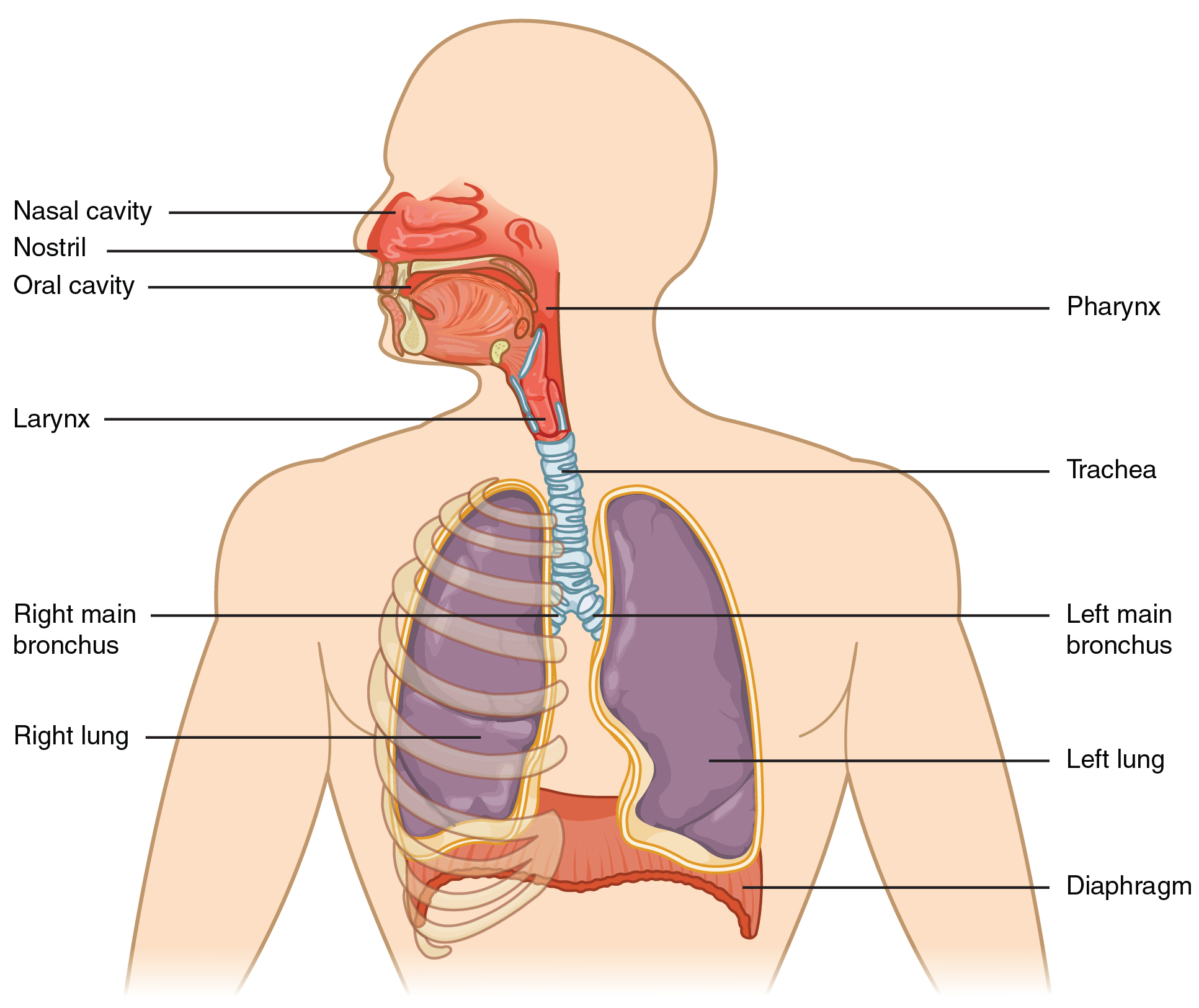 Major respiratory organs